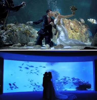 Wedding under the water in the Oceanarium
