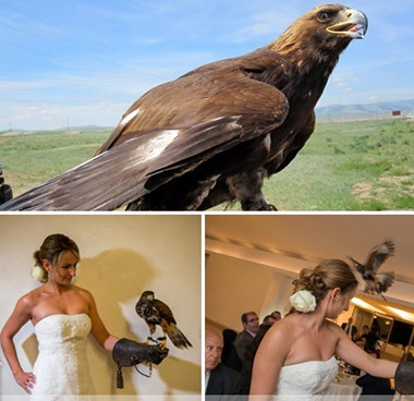 Eagles, bringing the wedding rings